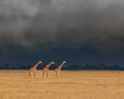 Three Giraffes Field