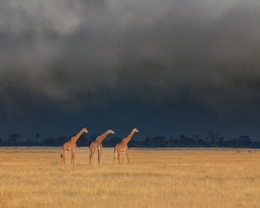 Three Giraffes Field