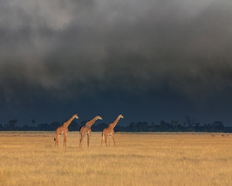 Three Giraffes Field