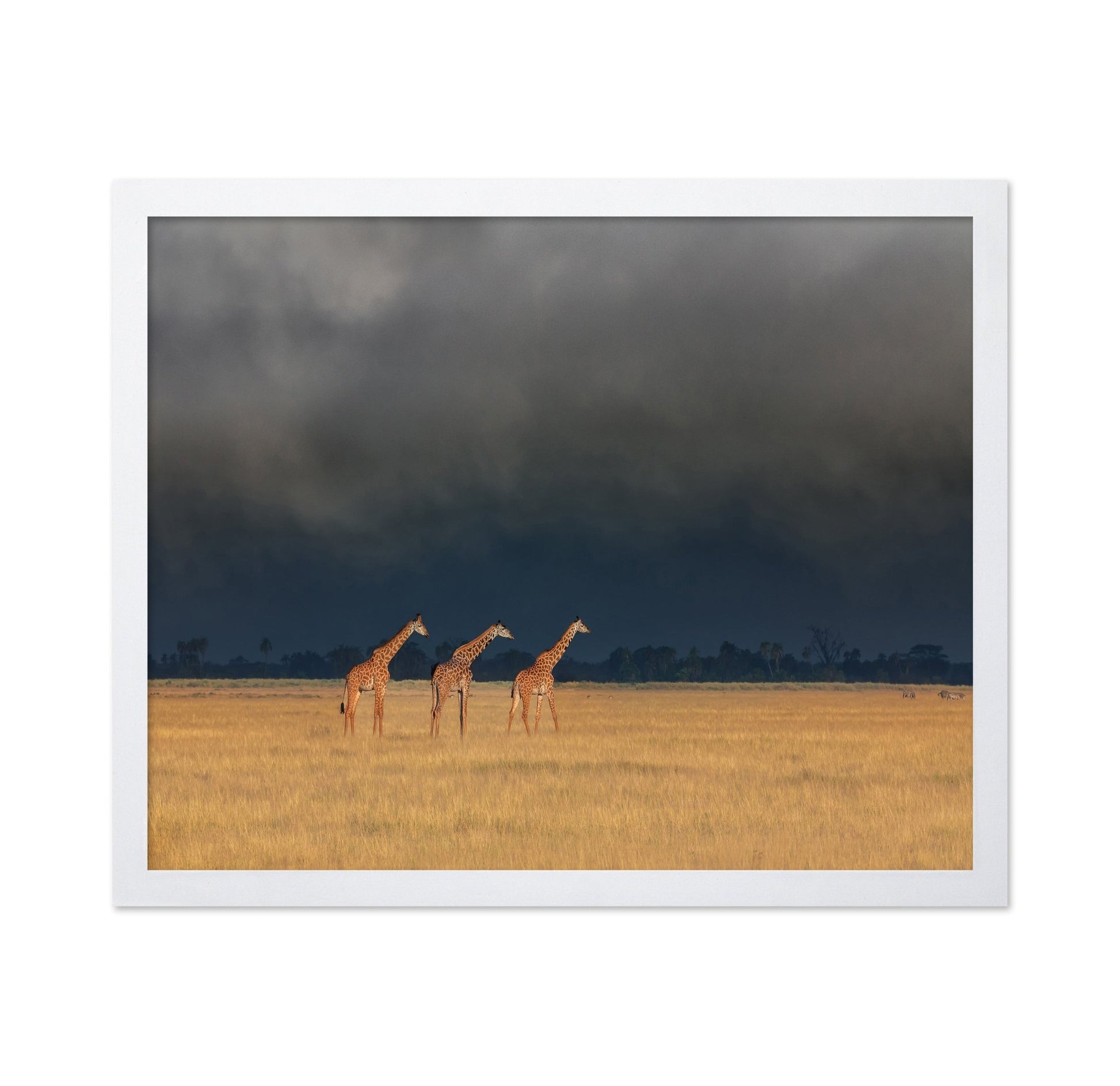 Three Giraffes Field