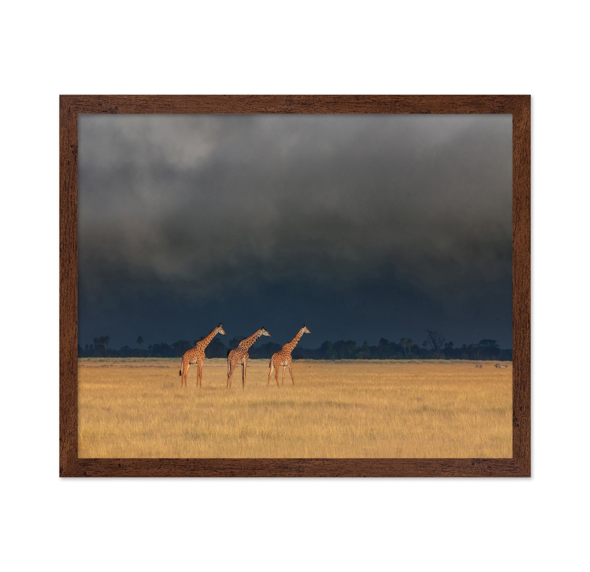 Three Giraffes Field