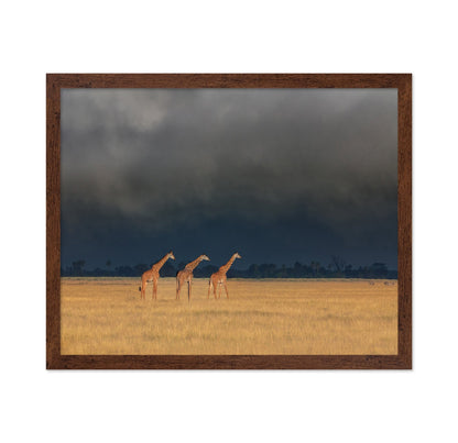Three Giraffes Field