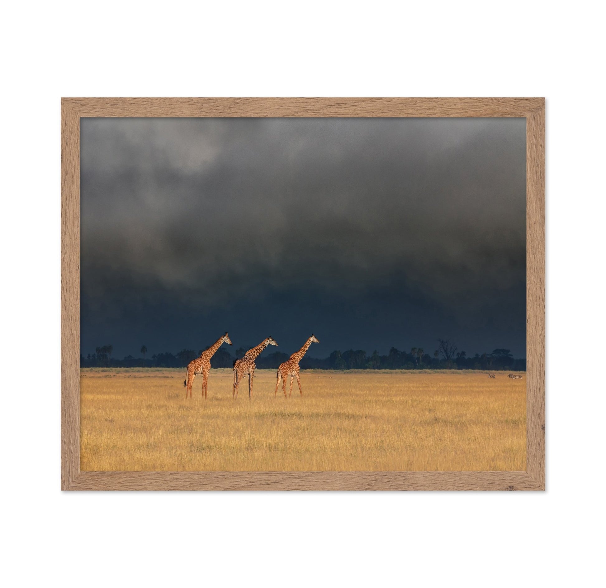 Three Giraffes Field
