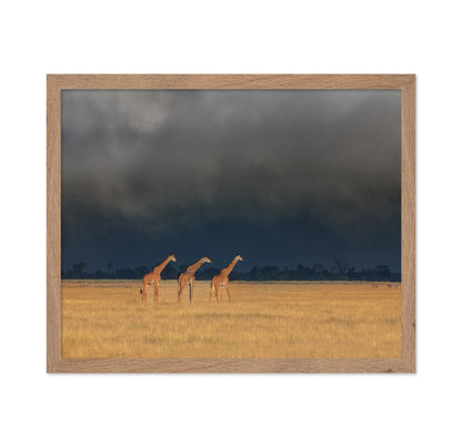 Three Giraffes Field
