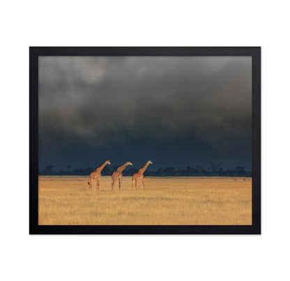Three Giraffes Field