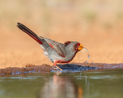 Red Beak Sparrow