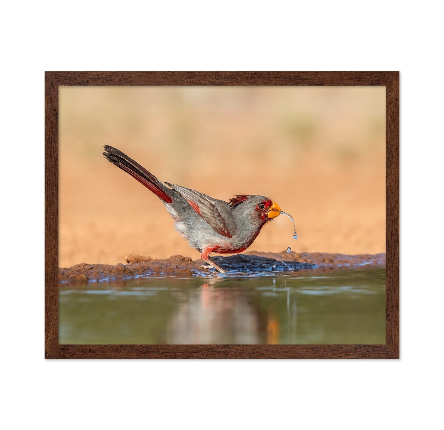 Red Beak Sparrow