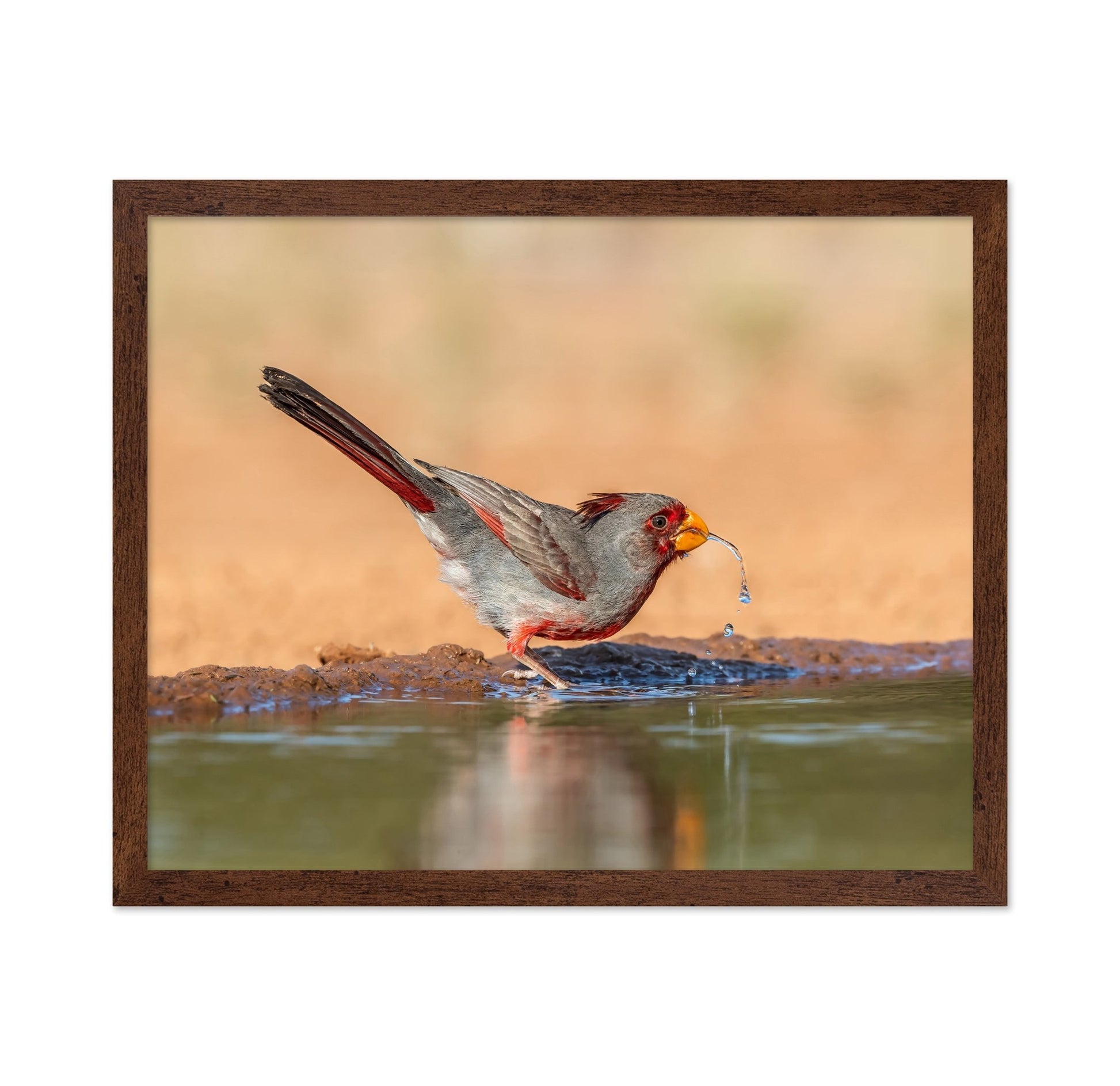 Red Beak Sparrow