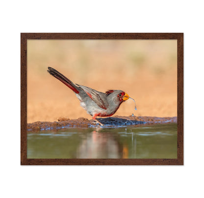 Red Beak Sparrow