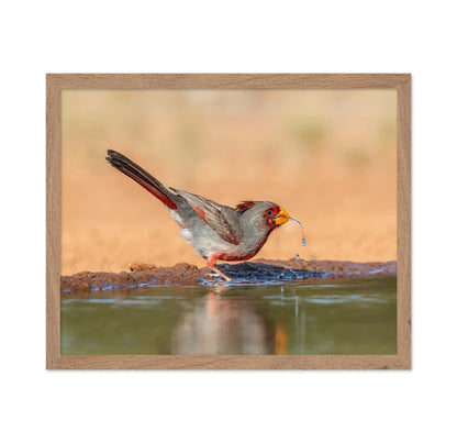 Red Beak Sparrow