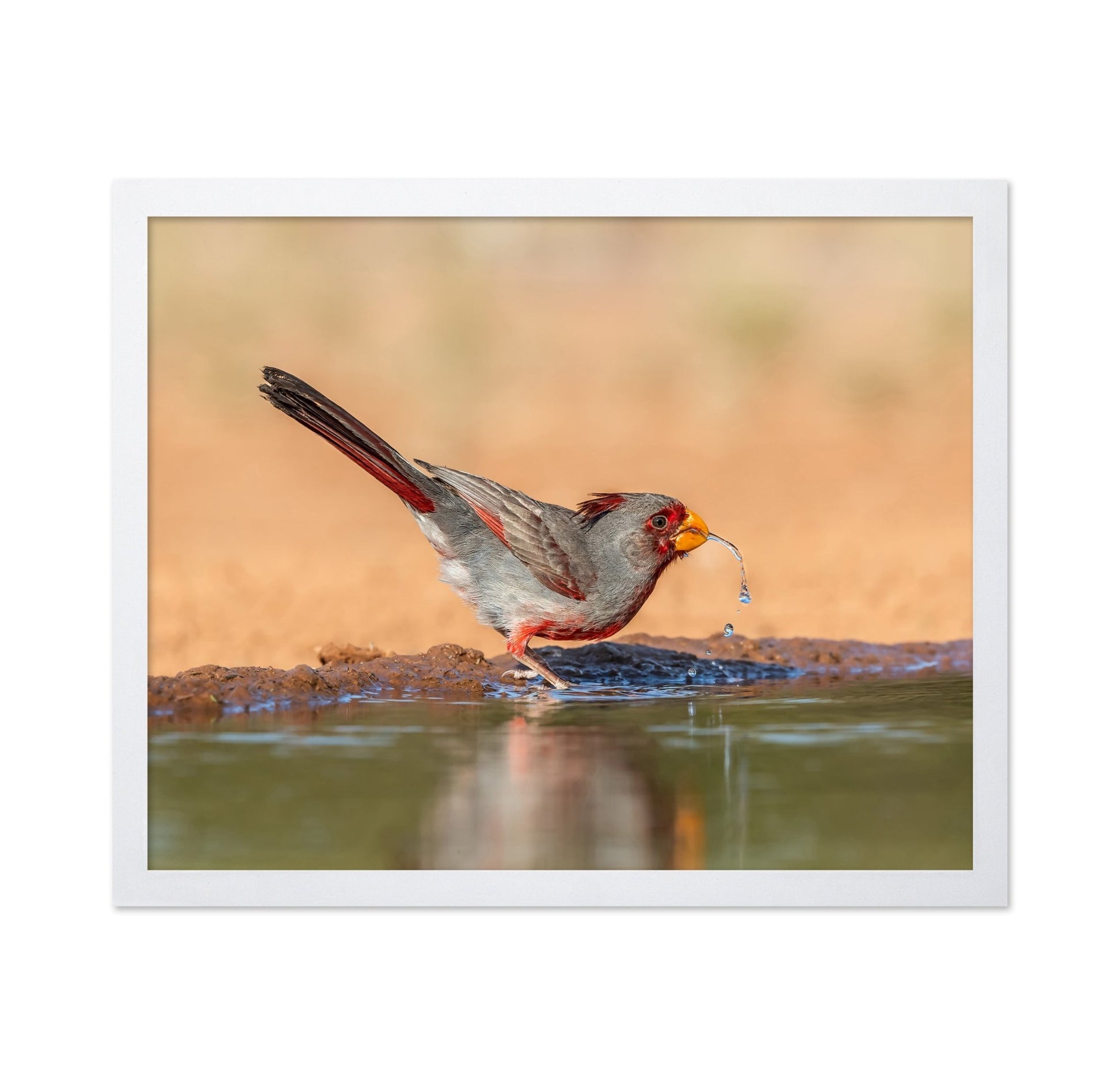Red Beak Sparrow