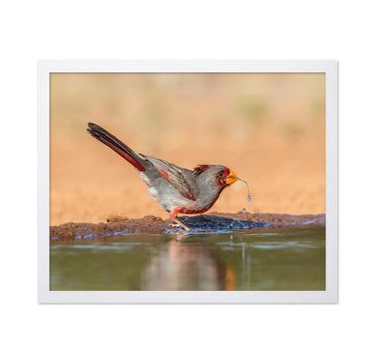 Red Beak Sparrow