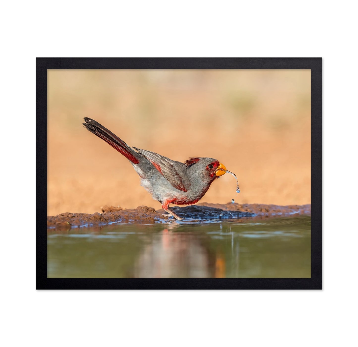 Red Beak Sparrow