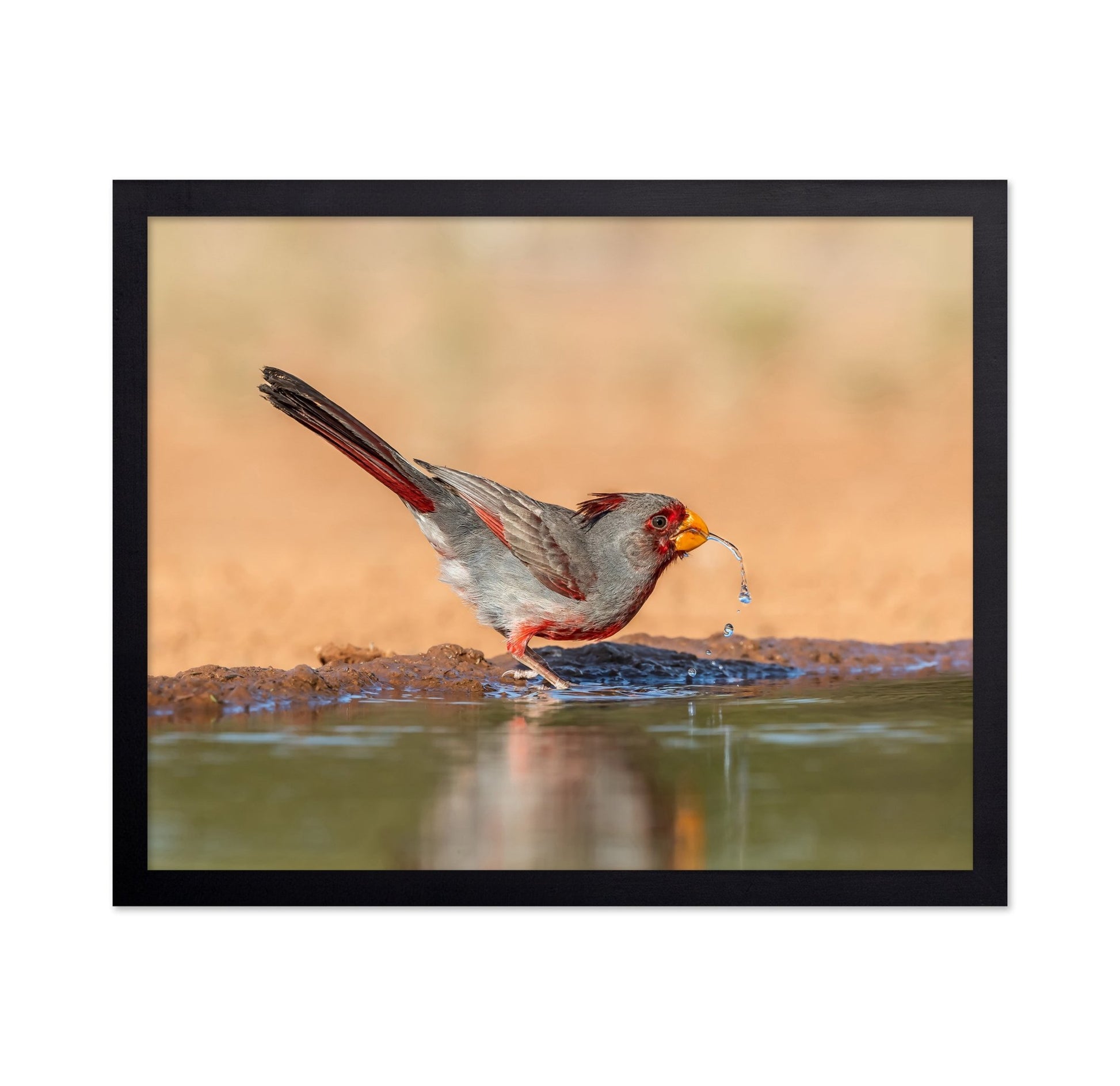 Red Beak Sparrow