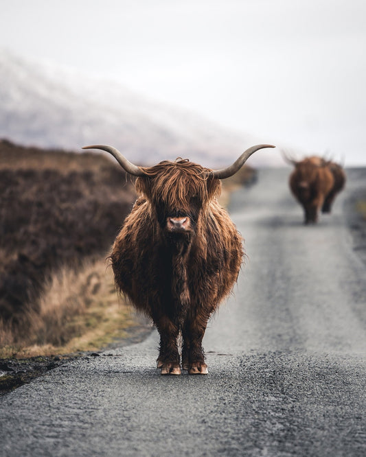 Highland Cow Road