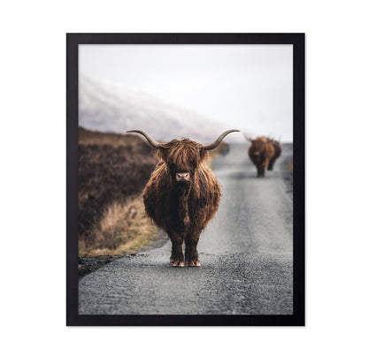 Highland Cow Road