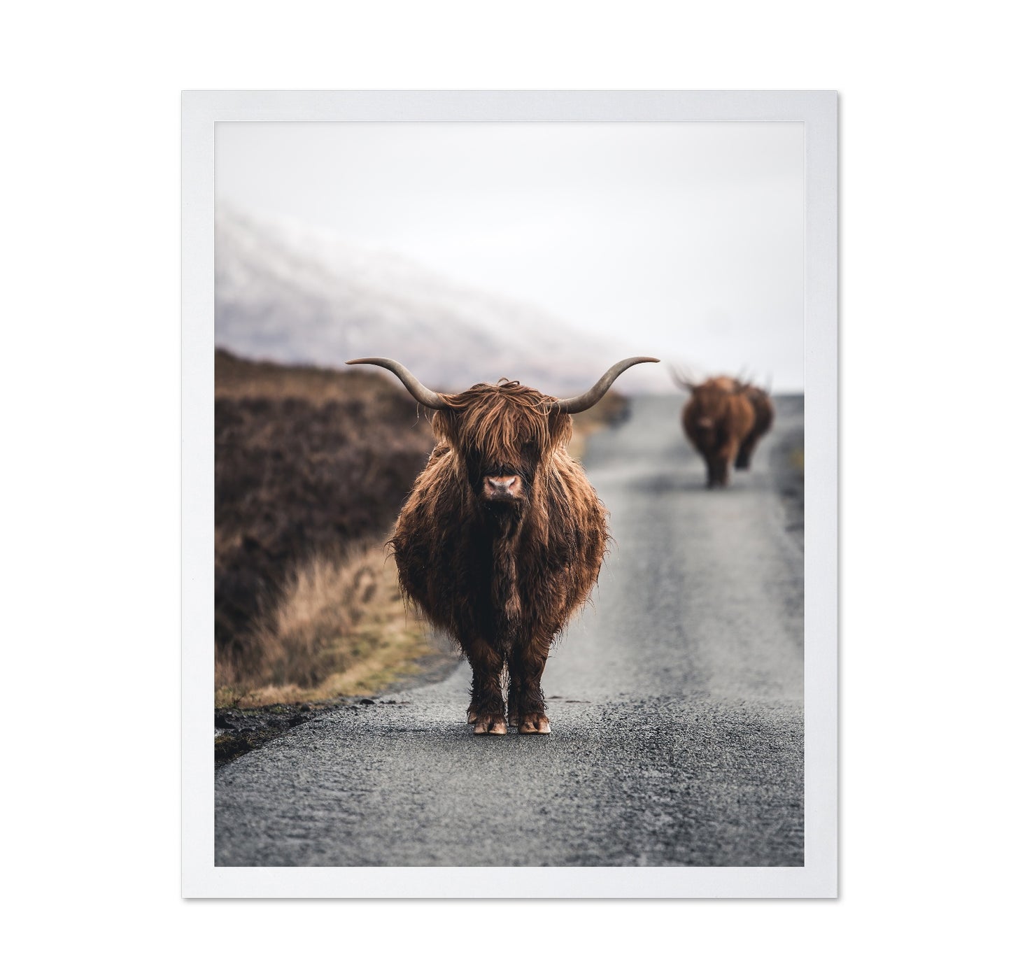 Highland Cow Road