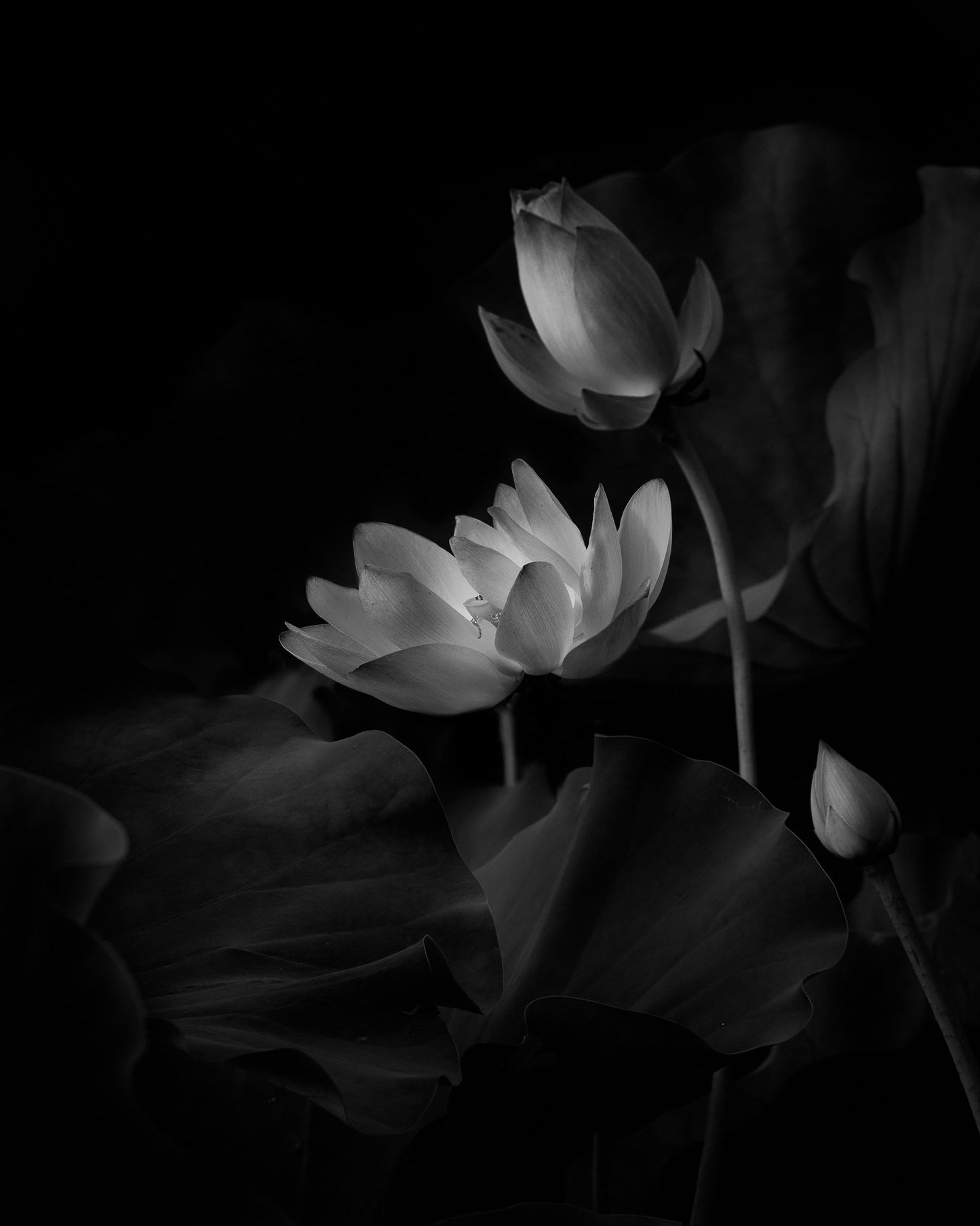 Lotus Bloom Noir