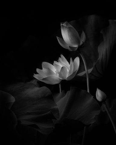 Lotus Bloom Noir