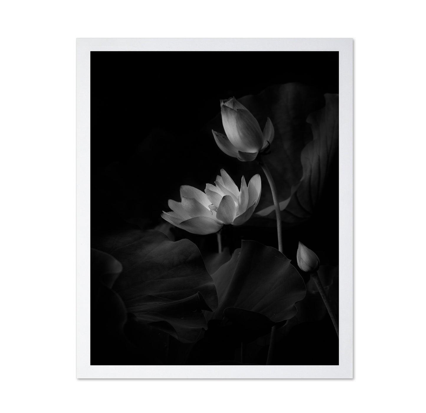 Lotus Bloom Noir