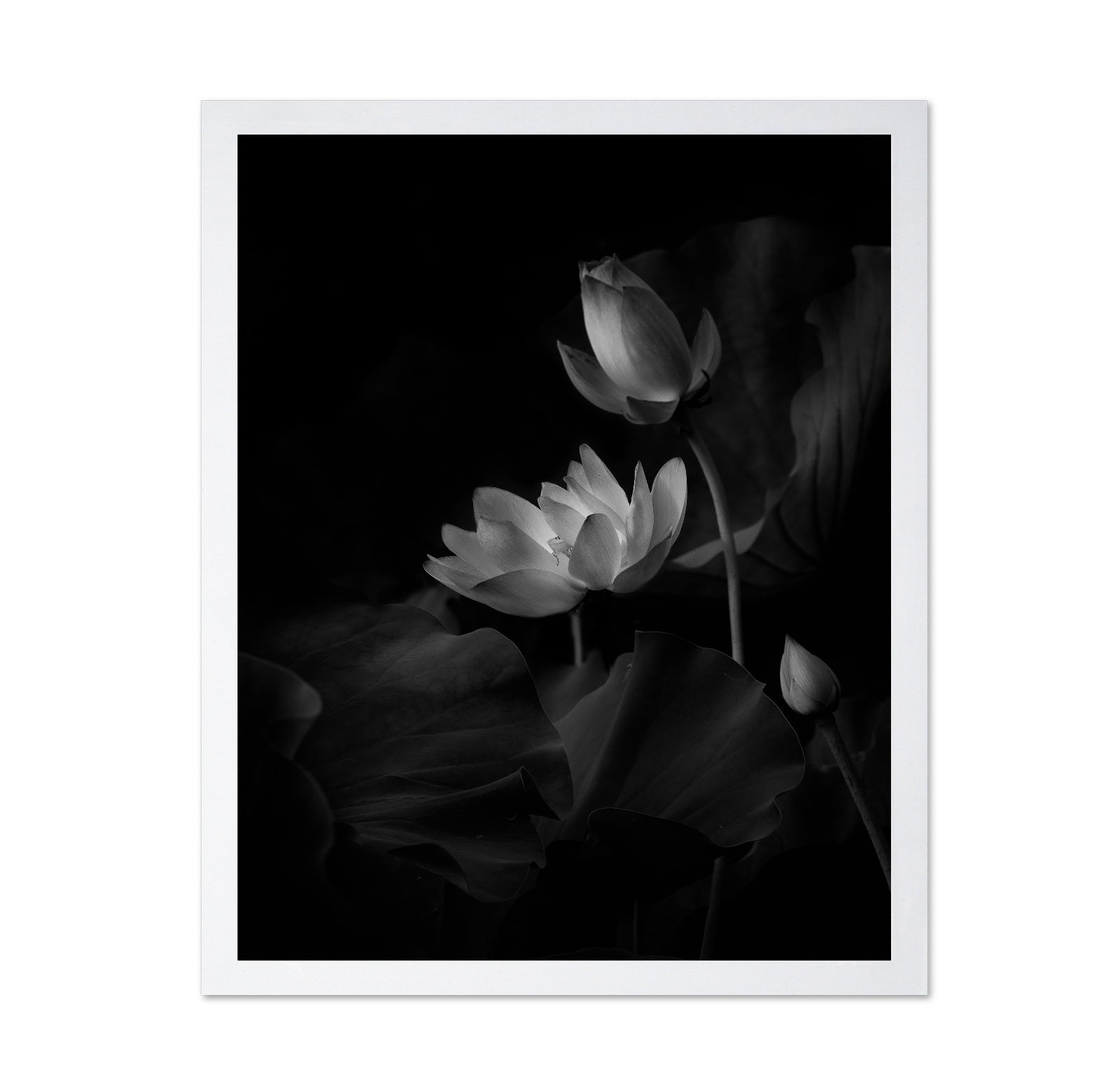 Lotus Bloom Noir