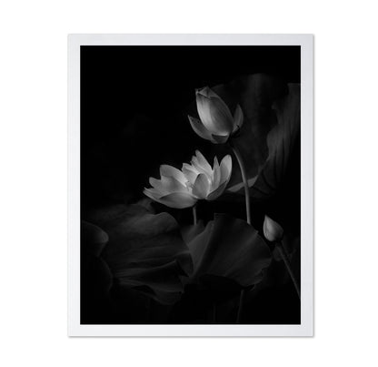 Lotus Bloom Noir