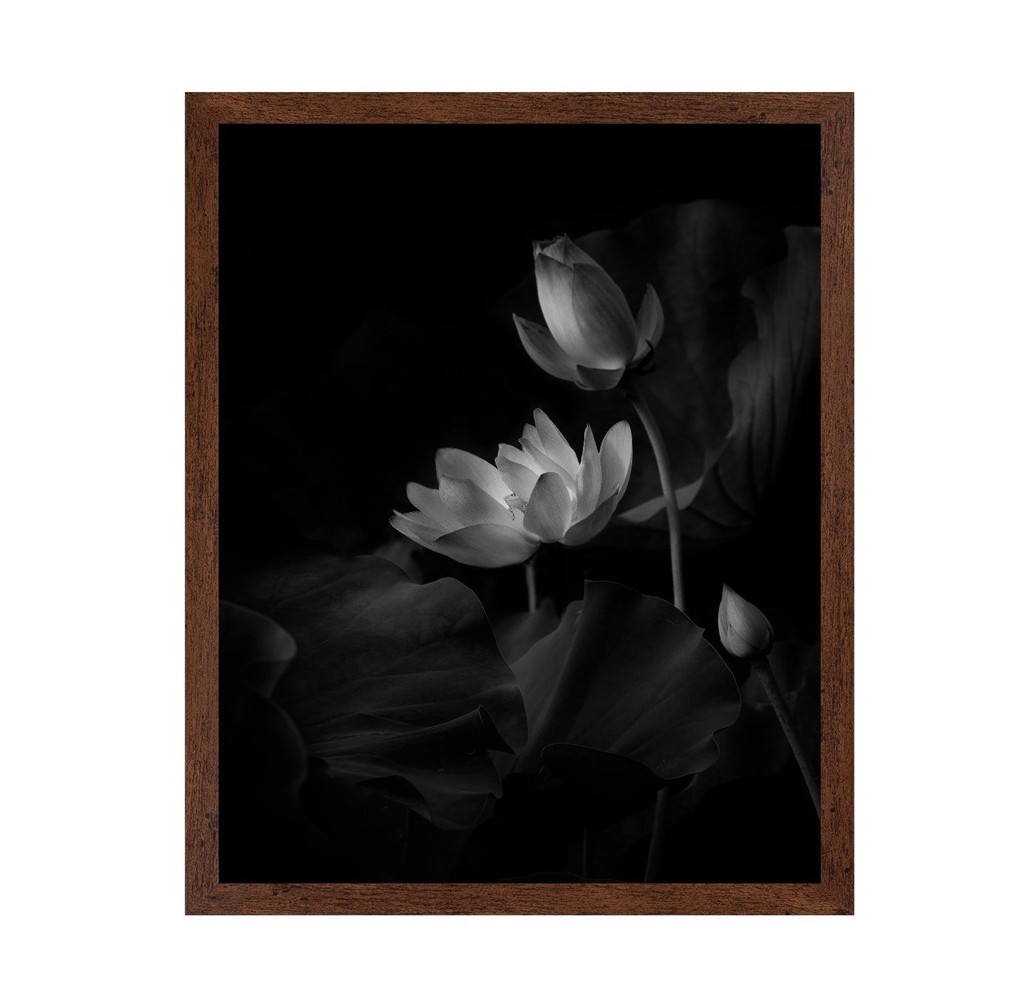 Lotus Bloom Noir
