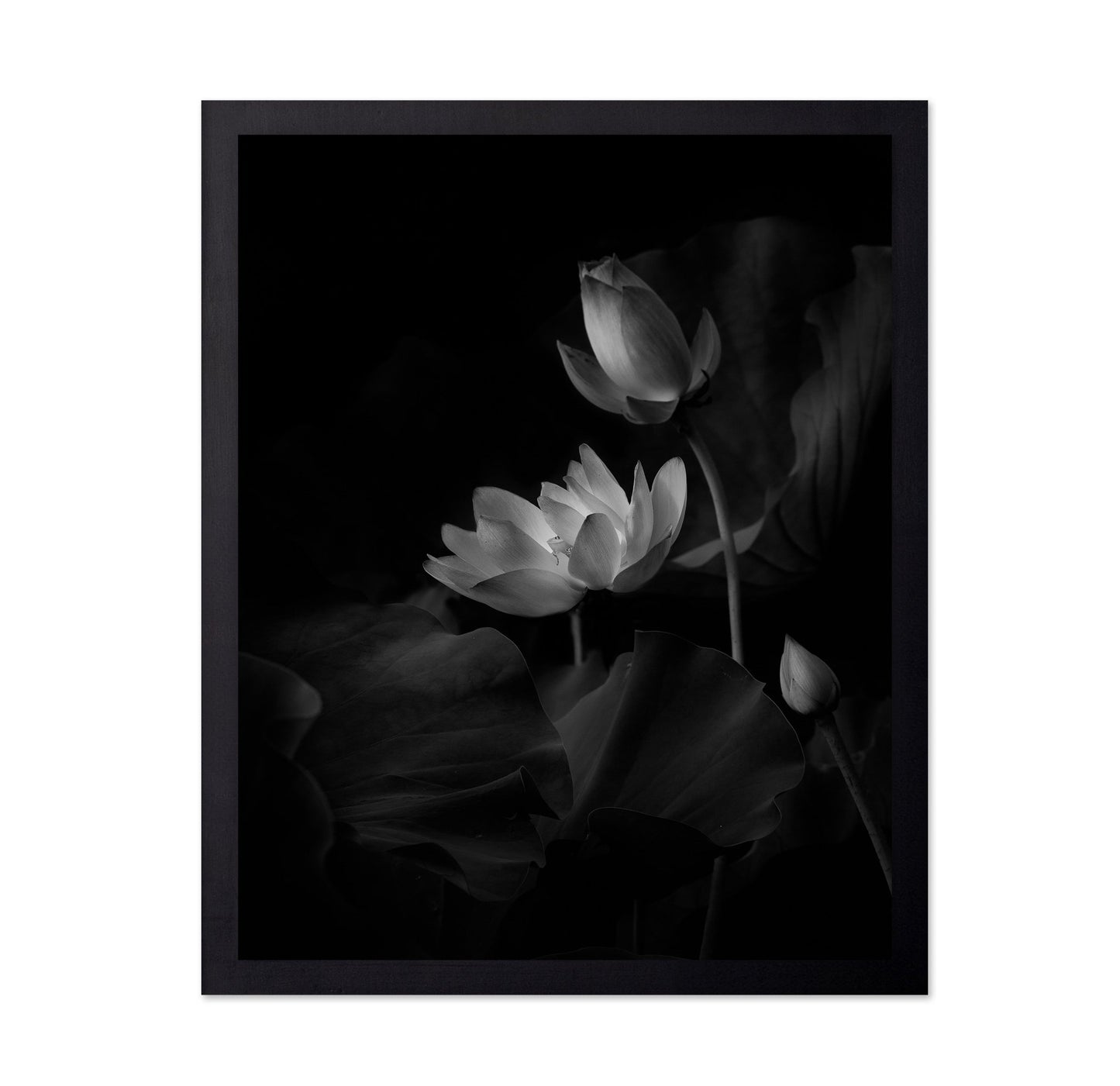 Lotus Bloom Noir