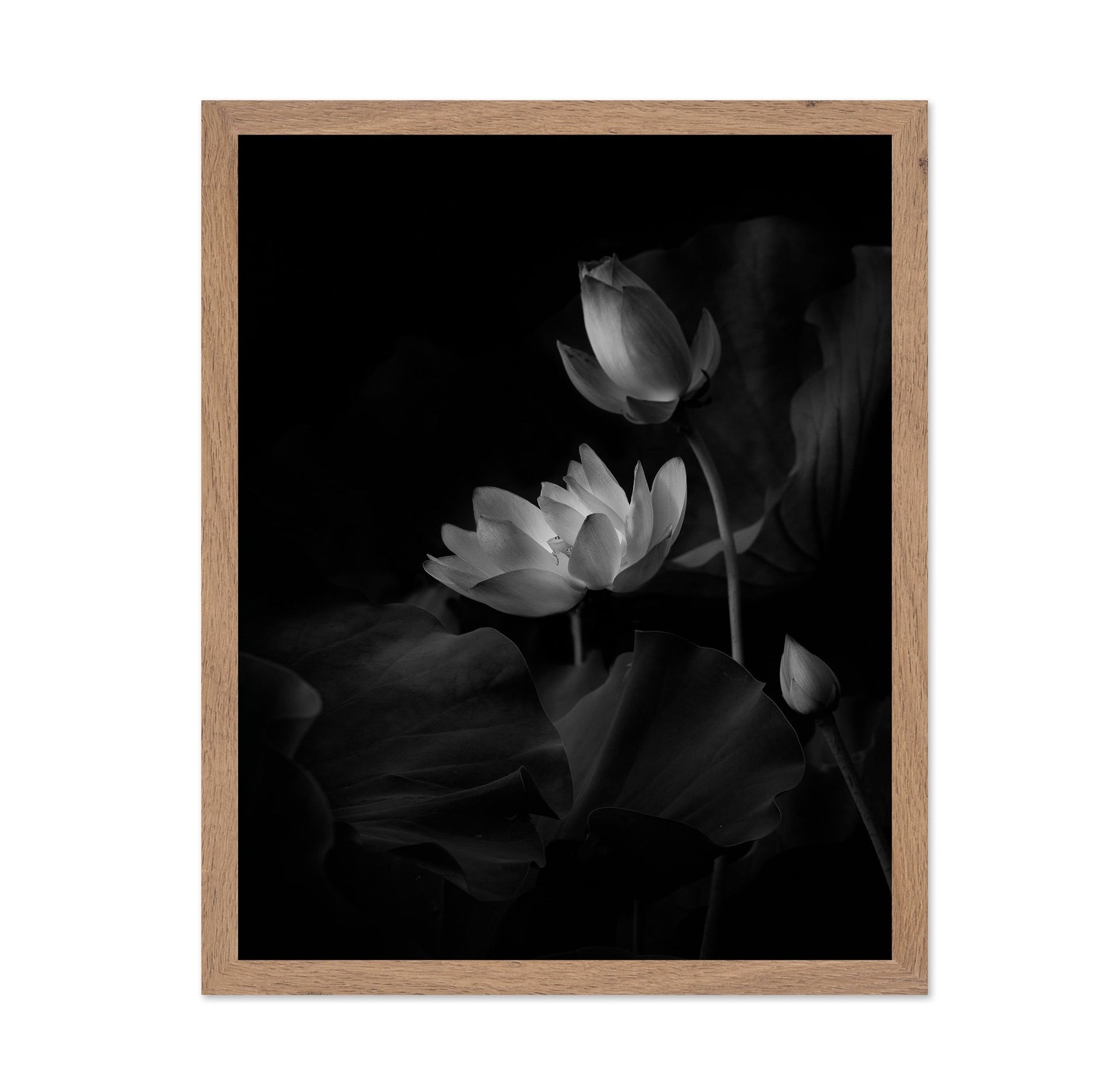 Lotus Bloom Noir