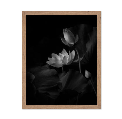 Lotus Bloom Noir