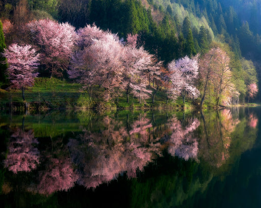 Cherry Blossom Reflection