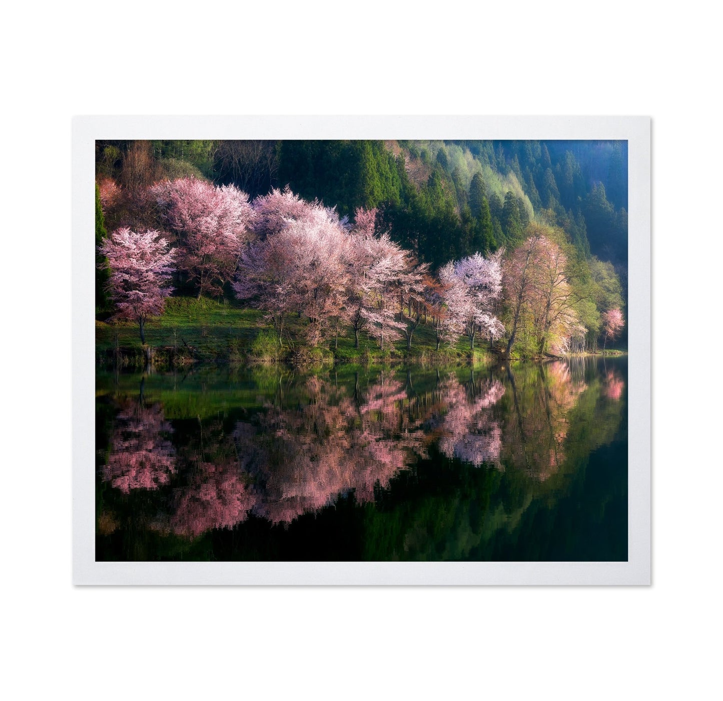 Cherry Blossom Reflection