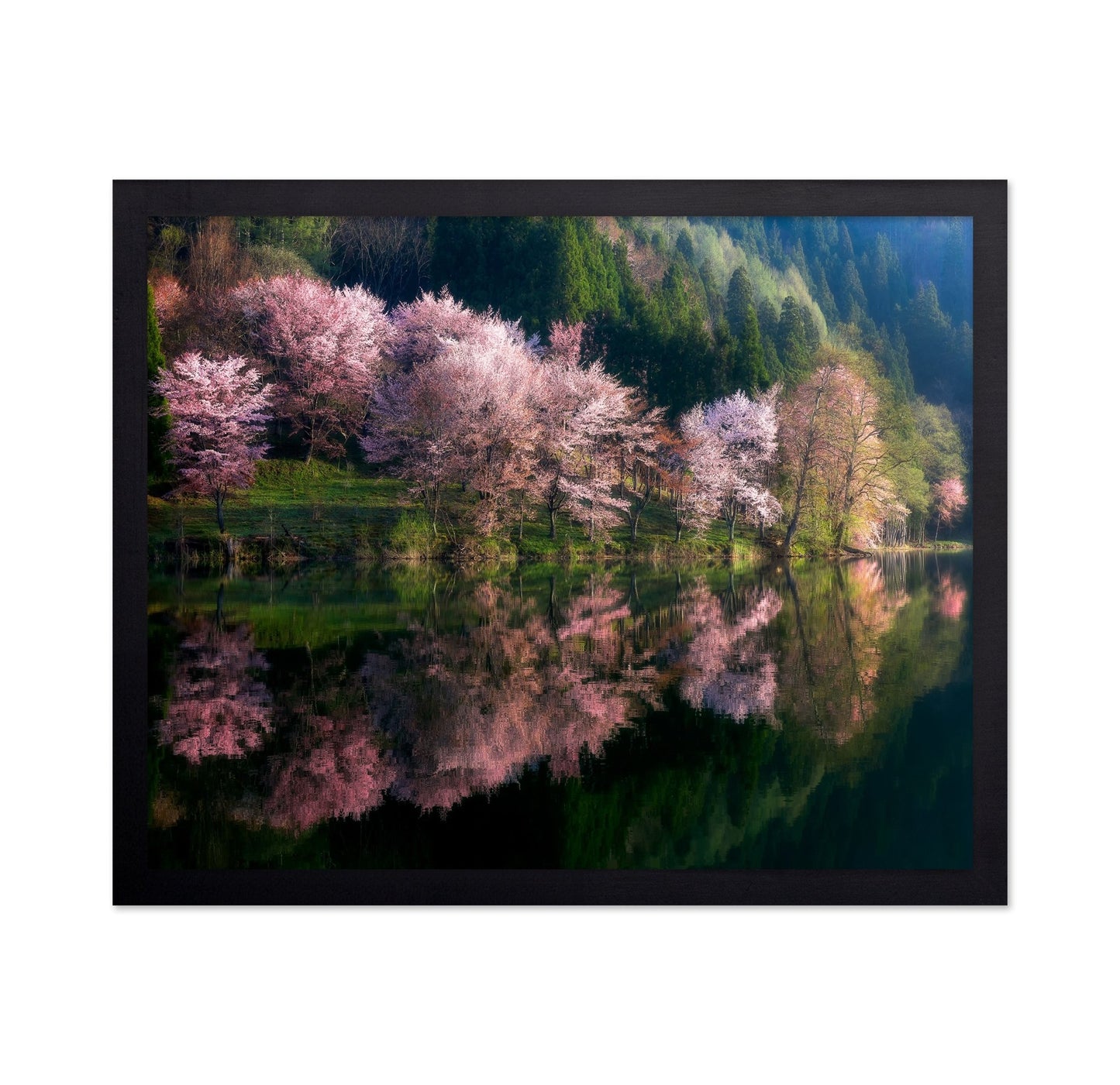 Cherry Blossom Reflection