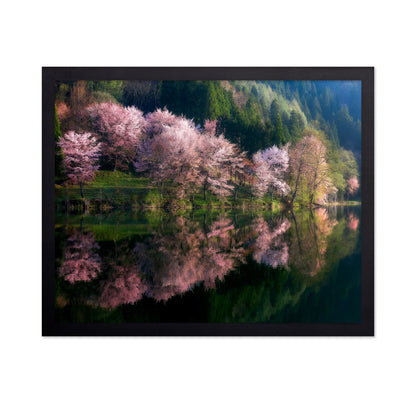 Cherry Blossom Reflection