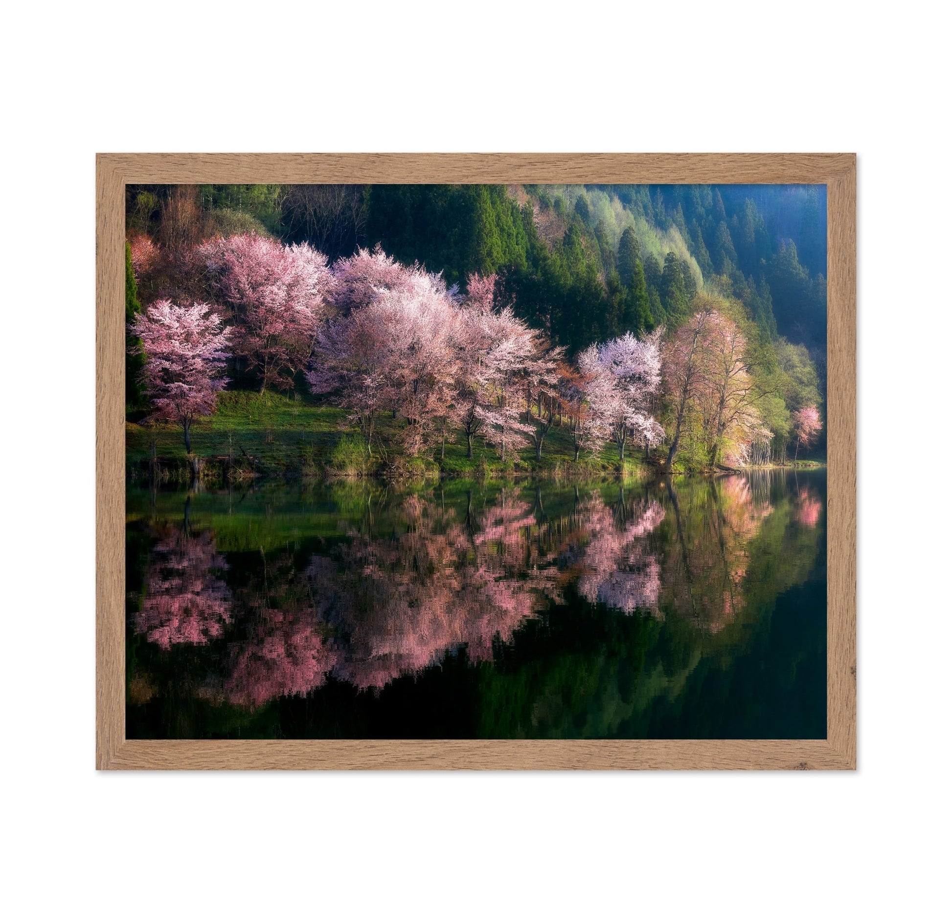 Cherry Blossom Reflection