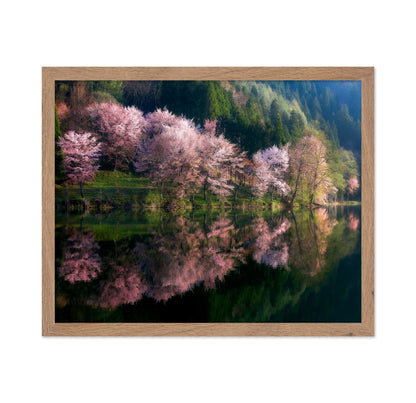 Cherry Blossom Reflection