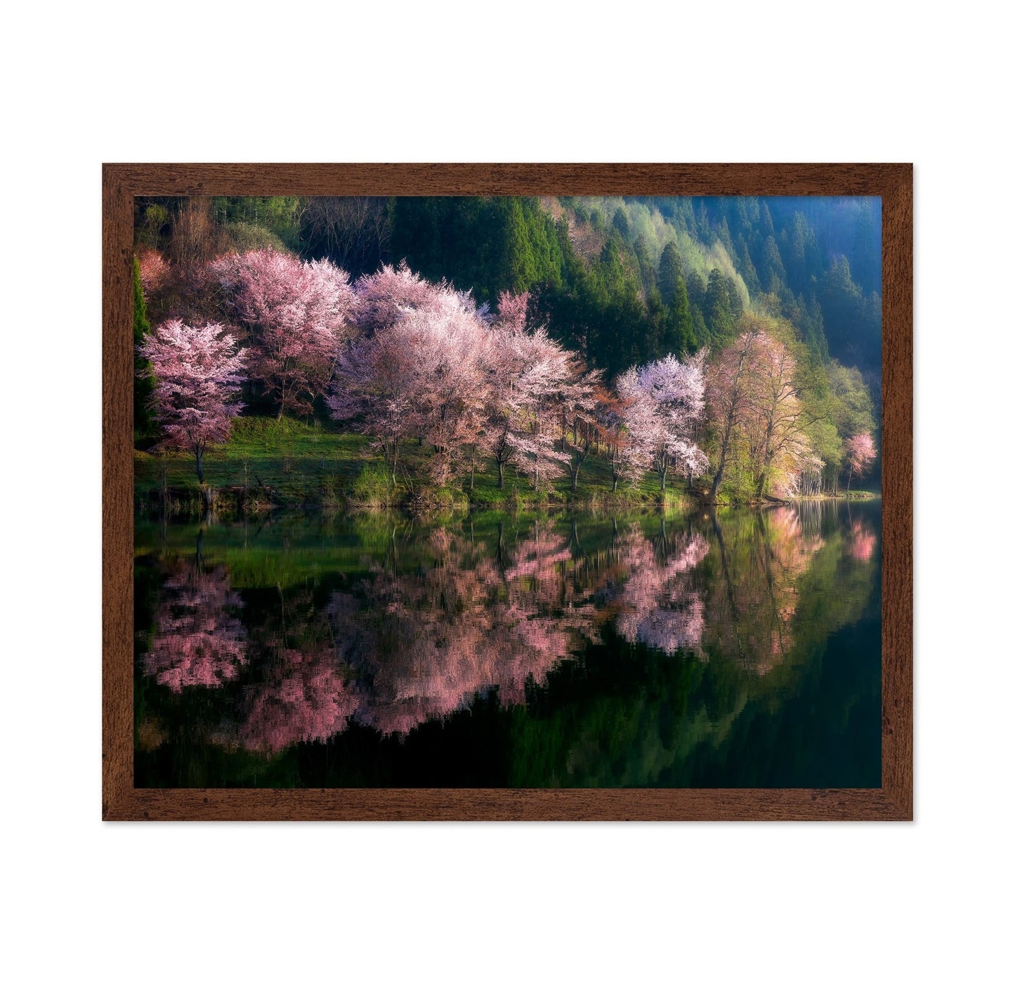 Cherry Blossom Reflection