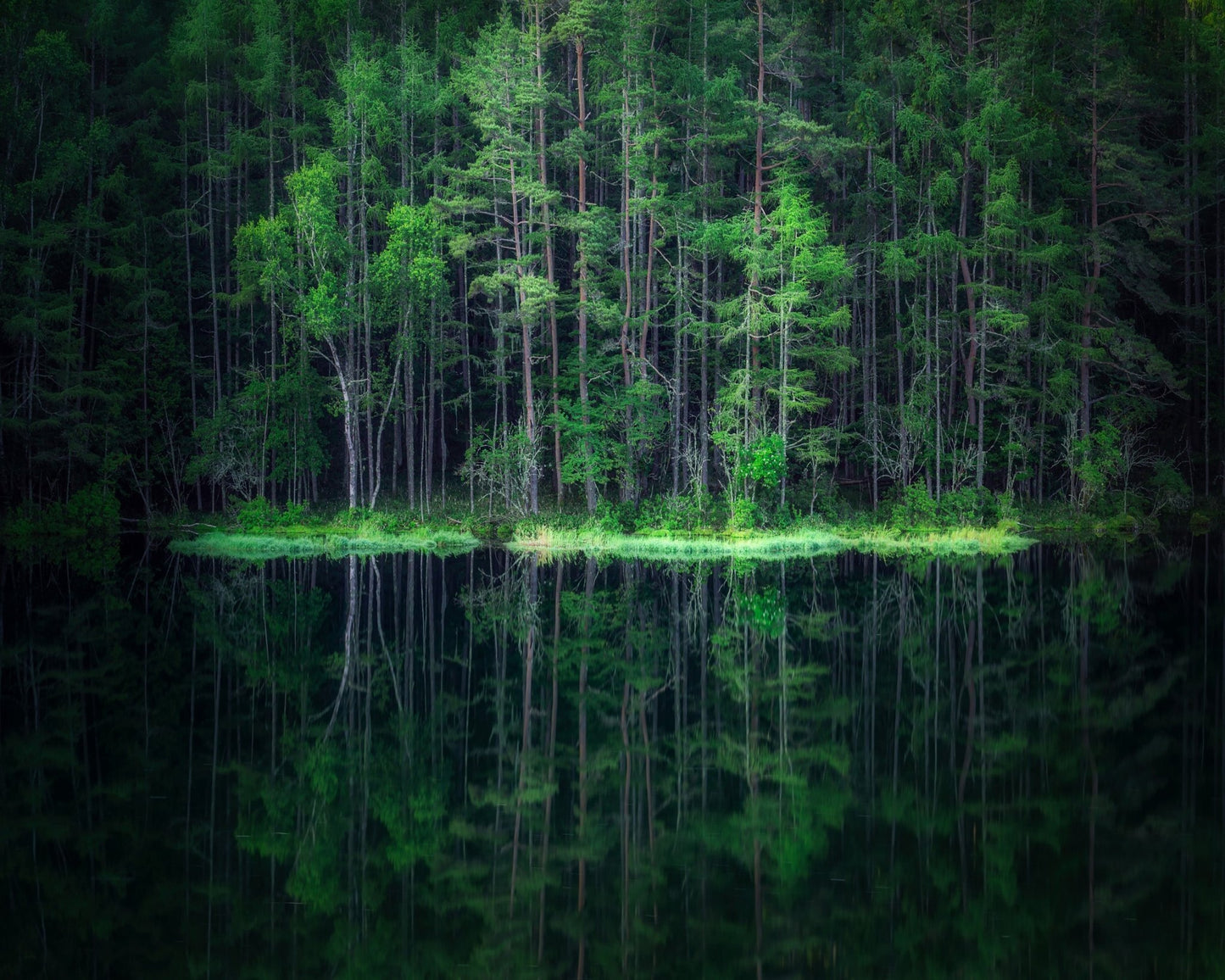 Forest Reflection Lake