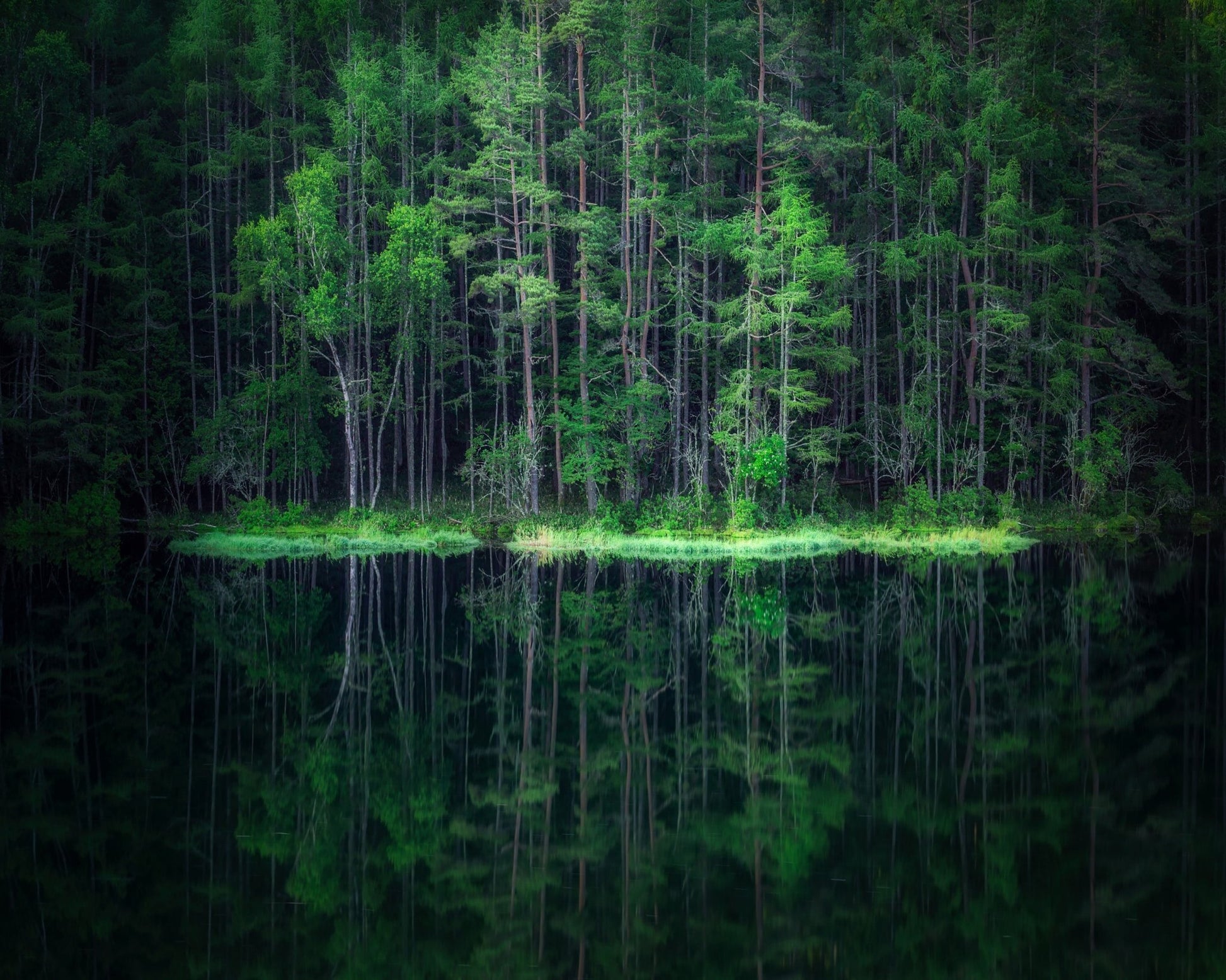 Forest Reflection Lake