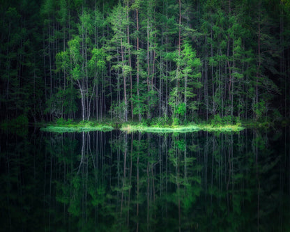 Forest Reflection Lake