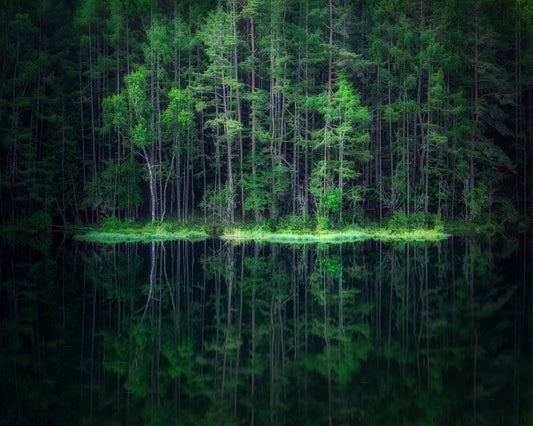 Forest Reflection Lake