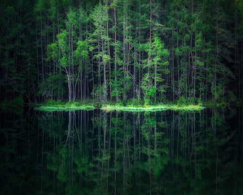 Forest Reflection Lake