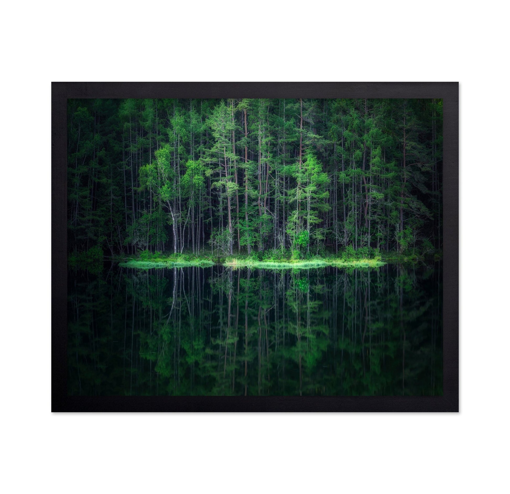 Forest Reflection Lake