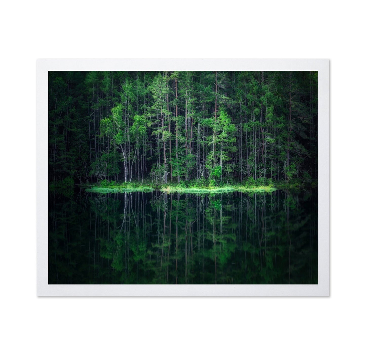 Forest Reflection Lake