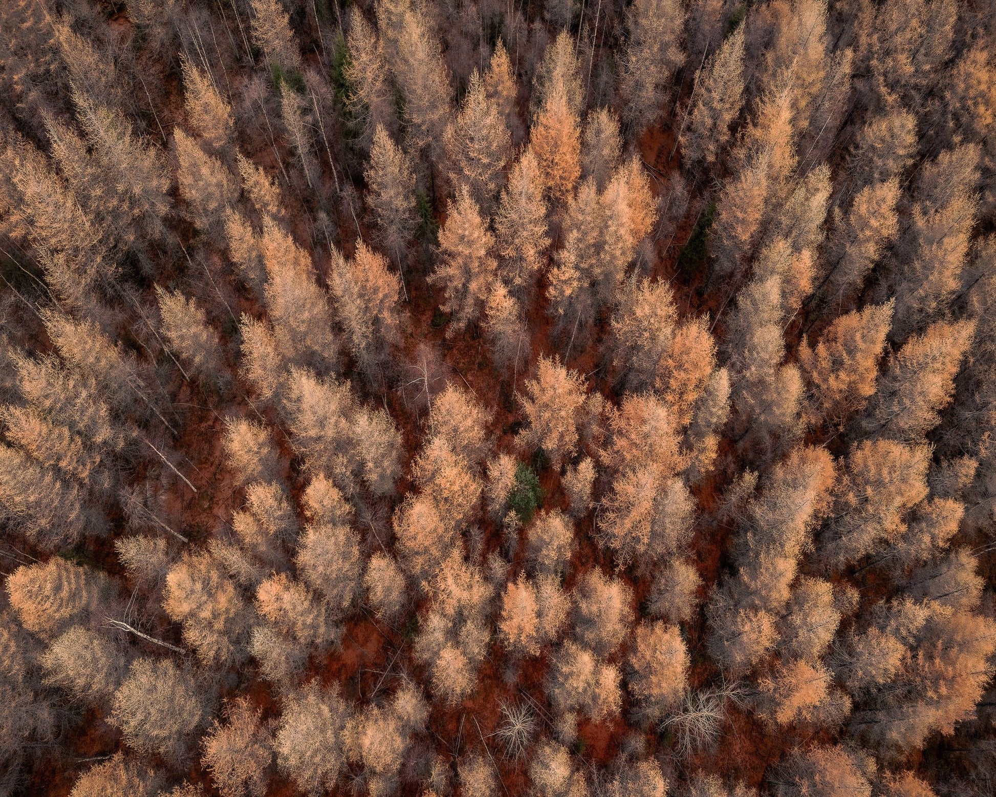 Autumn Forest Aerial