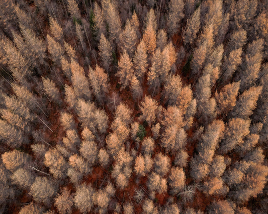 Autumn Forest Aerial