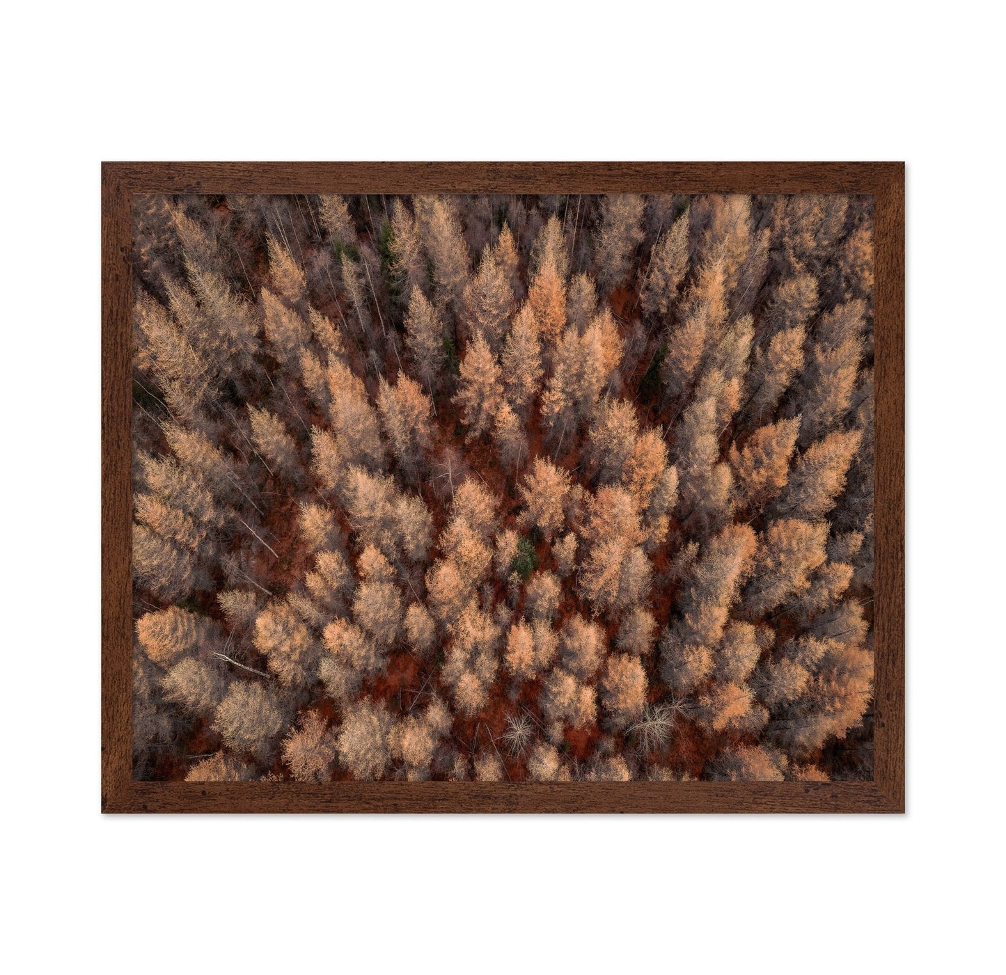 Autumn Forest Aerial