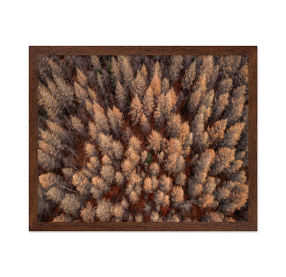 Autumn Forest Aerial