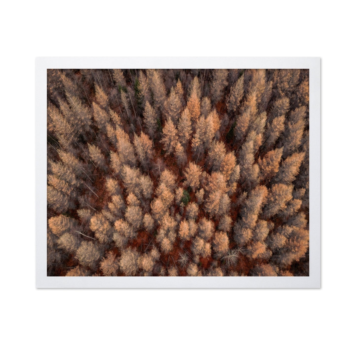 Autumn Forest Aerial