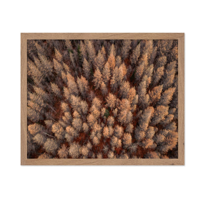 Autumn Forest Aerial